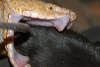 reptielenzoo serpo foto